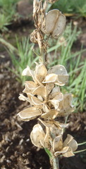 Dipcadi ciliare