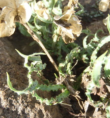 Dipcadi ciliare