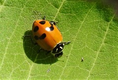 Hippodamia glacialis