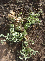 Dipcadi ciliare