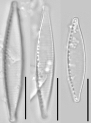 Nitzschia pseudofonticola