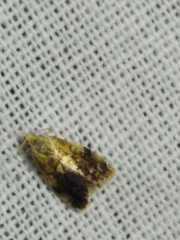 Pseudargyrotoza conwagana