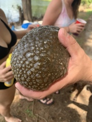 Pectinatella magnifica