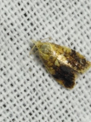 Pseudargyrotoza conwagana