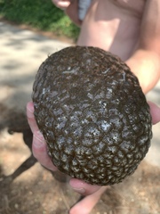 Pectinatella magnifica