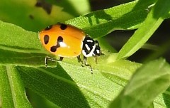 Hippodamia glacialis