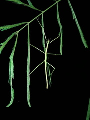 Cladoxerus