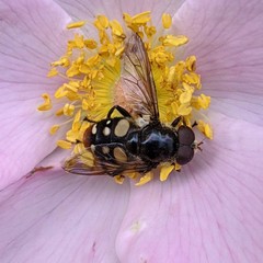Sericomyia lata