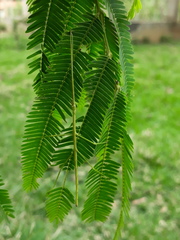 Cladoxerus
