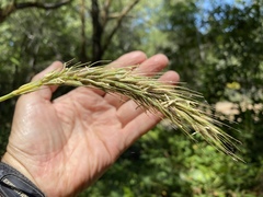 Elymus californicus