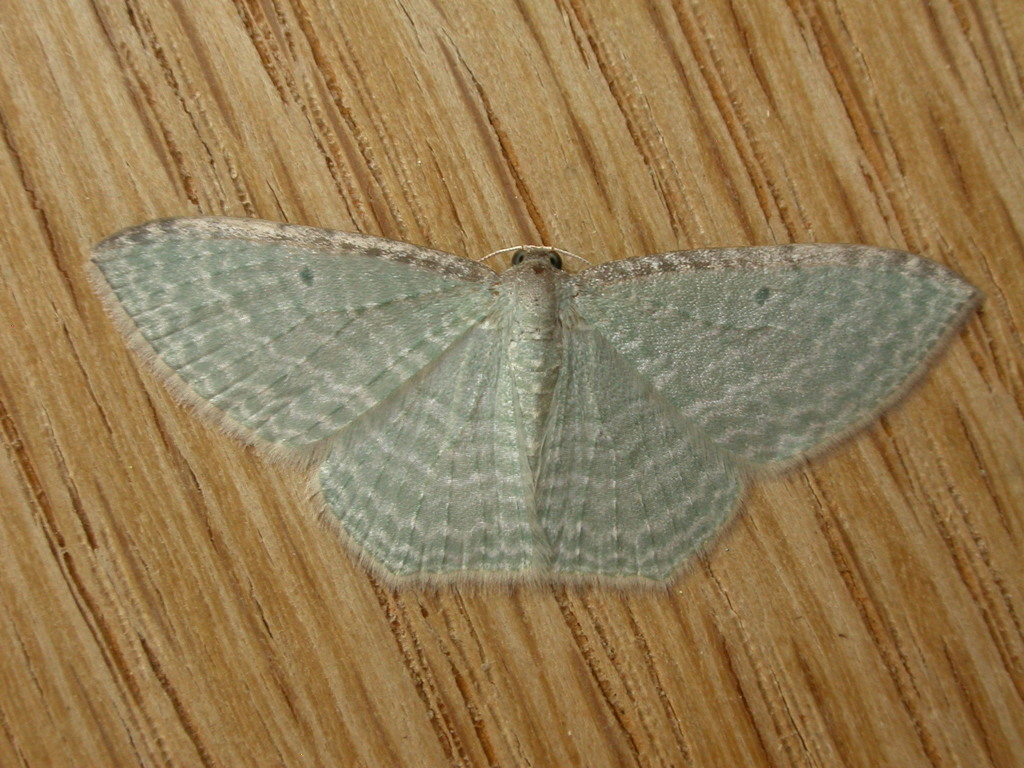 Poecilasthena