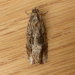 Thrincophora lignigerana - Photo (c) Donald Hobern, algunos derechos reservados (CC BY)