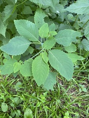 Impatiens pallida