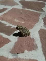 Bufotes viridis viridis