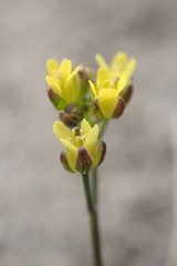 Draba crassifolia