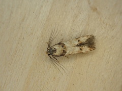 Walshia miscecolorella