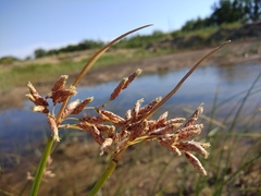 Bolboschoenus glaucus