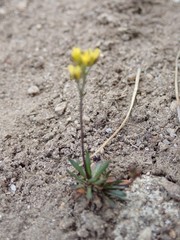 Draba crassifolia