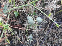 Trifolium angustifolium