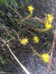 Sedum stenopetalum