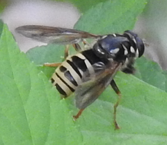 Temnostoma excentrica