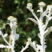 Cotton Thistle - Photo (c) redhat, some rights reserved (CC BY-NC), uploaded by redhat