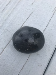 Kinosternon subrubrum