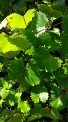 Vitis rotundifolia