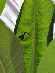 Thyene coccineovittata