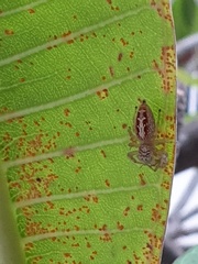 Thyene coccineovittata