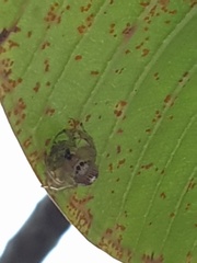 Thyene coccineovittata