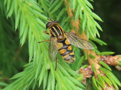 Helophilus pendulus