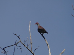 Patagioenas speciosa