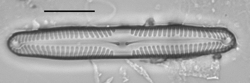 Pinnularia microstauron