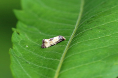 Neocochylis dubitana