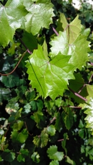 Vitis rotundifolia