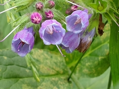 Symphytum × mosquense