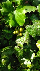 Vitis rotundifolia