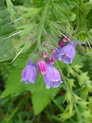 Symphytum × mosquense