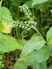 Symphytum × mosquense