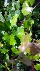 Vitis rotundifolia
