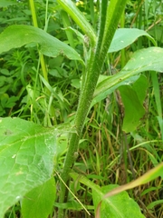 Symphytum × mosquense