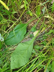 Symphytum × mosquense