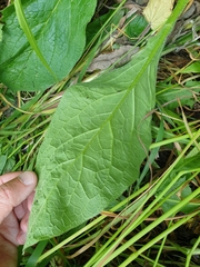 Symphytum × mosquense