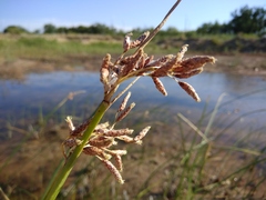 Bolboschoenus glaucus