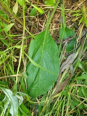 Symphytum × mosquense