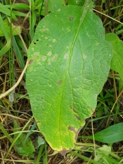 Symphytum × mosquense