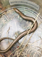 Chalcides chalcides