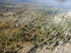 Bolboschoenus glaucus