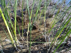 Bolboschoenus glaucus